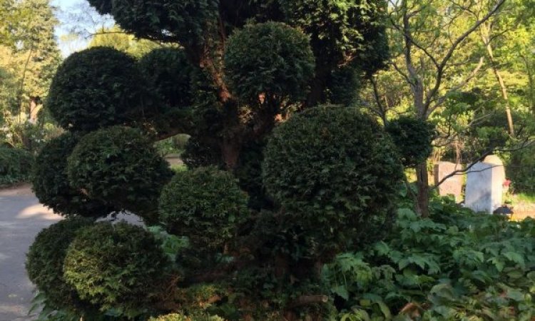 Aménagement espaces verts, ARBRE & JARDIN ENVIRONNEMENT à Beychac-et-Caillau